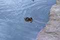 Baby duckling in the city pond.