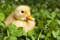 Baby duckling in clover Royalty Free Stock Photo