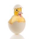 Baby duckling in egg