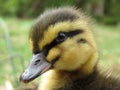 Duckling in the garden Royalty Free Stock Photo