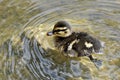 Baby duckling swimming in pond Royalty Free Stock Photo