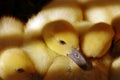 Baby ducklings Royalty Free Stock Photo