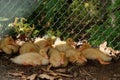 baby ducklings huddled like football huddle (Auburn, MA) Royalty Free Stock Photo