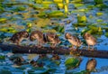 Ducklings on Lake Washington, Washington State