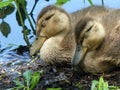 Baby Ducklings Napping Sleeping near a Pond.
