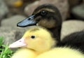 Baby ducks Royalty Free Stock Photo