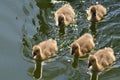 Baby Ducks Royalty Free Stock Photo