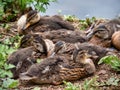 Baby ducks in Cornwall huddled together