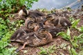 Baby ducks in Cornwall huddled together Royalty Free Stock Photo