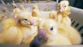 Baby ducks are fussing in a box and one of them looks into camera.