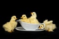 Baby Ducks in Gravy Bowl Royalty Free Stock Photo