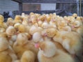 baby ducks jostling to keep warm