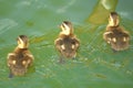 Baby ducks in a pond Royalty Free Stock Photo