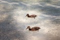 Baby ducks on a small rocky beach in Eibsee, Germany.