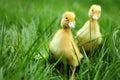 Baby ducks in spring grass Royalty Free Stock Photo