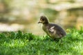 Baby ducks standing in the grass near the water Royalty Free Stock Photo
