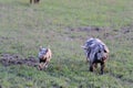 Running duroc pigs on the field