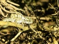 Baby Dwarf Chameleon