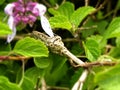 Baby Dwarf Chameleon Royalty Free Stock Photo