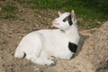 Baby dwarf goat looking up Royalty Free Stock Photo