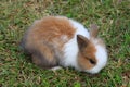 Baby dwarf rabbit