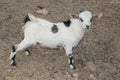 Baby dwarf tibetan goat