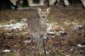 Baby Dybowskii Female Deer in the Winter Forest Portrait Royalty Free Stock Photo