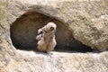 Baby eagle-owl Royalty Free Stock Photo