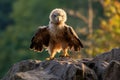 baby eagle on the rock in the mountain, ai generated