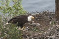 Baby Eagles