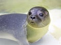 Baby earless seal