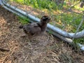 Baby Easter egger chick playing in the yard Royalty Free Stock Photo