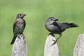 Baby Eastern Bluebird and Gray Catbird Royalty Free Stock Photo