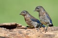 Baby Eastern Bluebirds