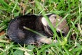 Baby Eastern Cotton Tail Rabbit