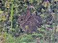 Baby Eastern Cottontail Rabbit Sitting in Wildflowers