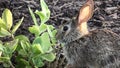 A baby Eastern Cottontail Rabbit Sylvilagus floridanus Royalty Free Stock Photo