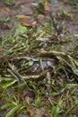 Baby Eastern Gray Squirrel in Makeshift Nest Royalty Free Stock Photo