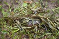 Baby Eastern Gray Squirrel in Makeshift Nest Royalty Free Stock Photo