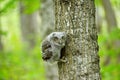 Baby Eastern Screech Owl perched on a tree