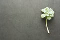 Baby echeveria succulent plant over dark background. Flat lay Royalty Free Stock Photo