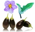 Baby Eggplant fruit, flower and leaf