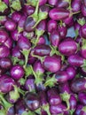 Baby eggplants Royalty Free Stock Photo