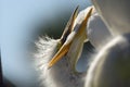 Baby egret tugging at an adult`s bill in a Florida rookery. Royalty Free Stock Photo