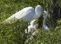 Baby egrets grasping adult`s bill looking for food, Florida. Royalty Free Stock Photo