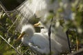 Baby egrets resting under tail feathers of an adult, Florida. Royalty Free Stock Photo