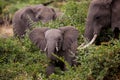 Baby elefant with his mother