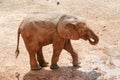 Baby elefant at the zoo