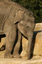 Baby elephant Royalty Free Stock Photo