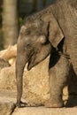 Baby elephant Royalty Free Stock Photo